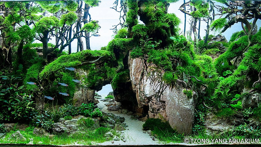 Lush Moss-Covered Aquascape with Ancient Tree Trunks and Sandy Pathway HD wallpaper