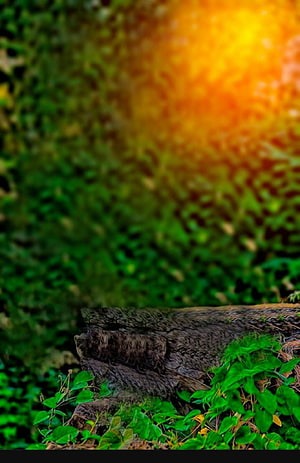 Sunlit Forest Scene With Weathered Log And Lush Green Foliage HD phone wallpaper