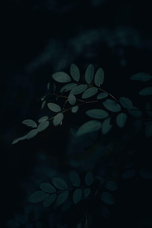 Dark Botanical Leaves on a Branch Against a Deep Black Background HD phone wallpaper