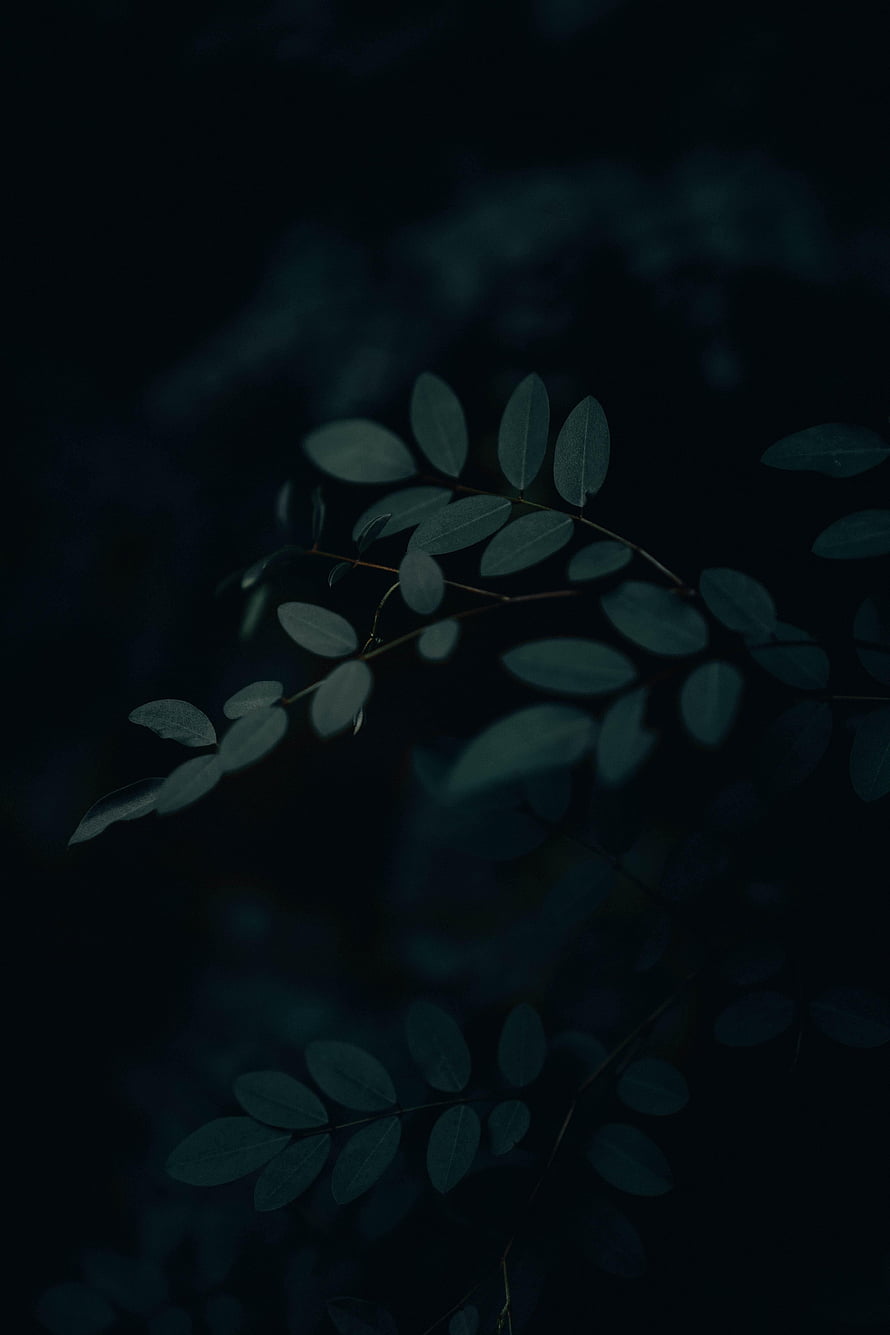 Dark Botanical Leaves on a Branch Against a Deep Black Background HD phone wallpaper