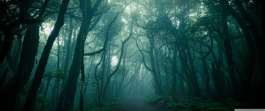 Misty Dark Forest with Tall Trees and Ethereal Light Beams HD wallpaper