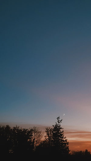 Crescent Moon Rising Over Silhouetted Trees at Dusk HD phone wallpaper