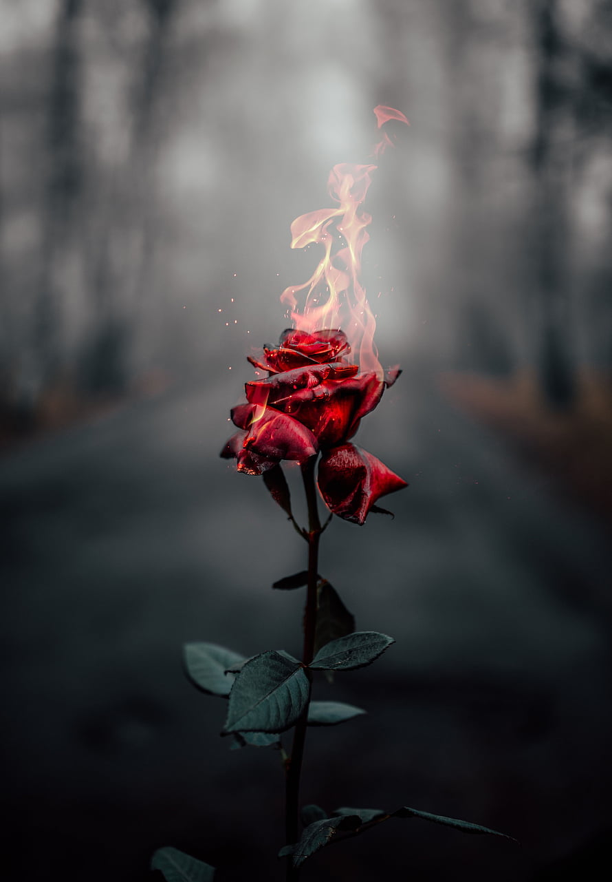 Burning Red Rose on a Dark Forest Path with Rising Flames and Smoke HD phone wallpaper