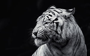 Monochrome Close-Up Portrait of a Majestic Tiger in Profile HD wallpaper