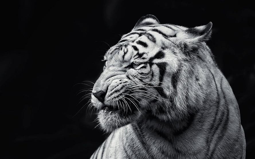 Monochrome Close-Up Portrait of a Majestic Tiger in Profile HD wallpaper