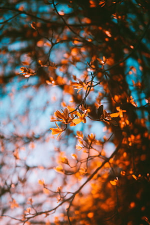Golden Autumn Leaves Backlit Against a Soft Blue Sky HD phone wallpaper