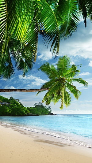Tropical Beach Paradise with Lush Palm Trees and Turquoise Ocean Water HD phone wallpaper