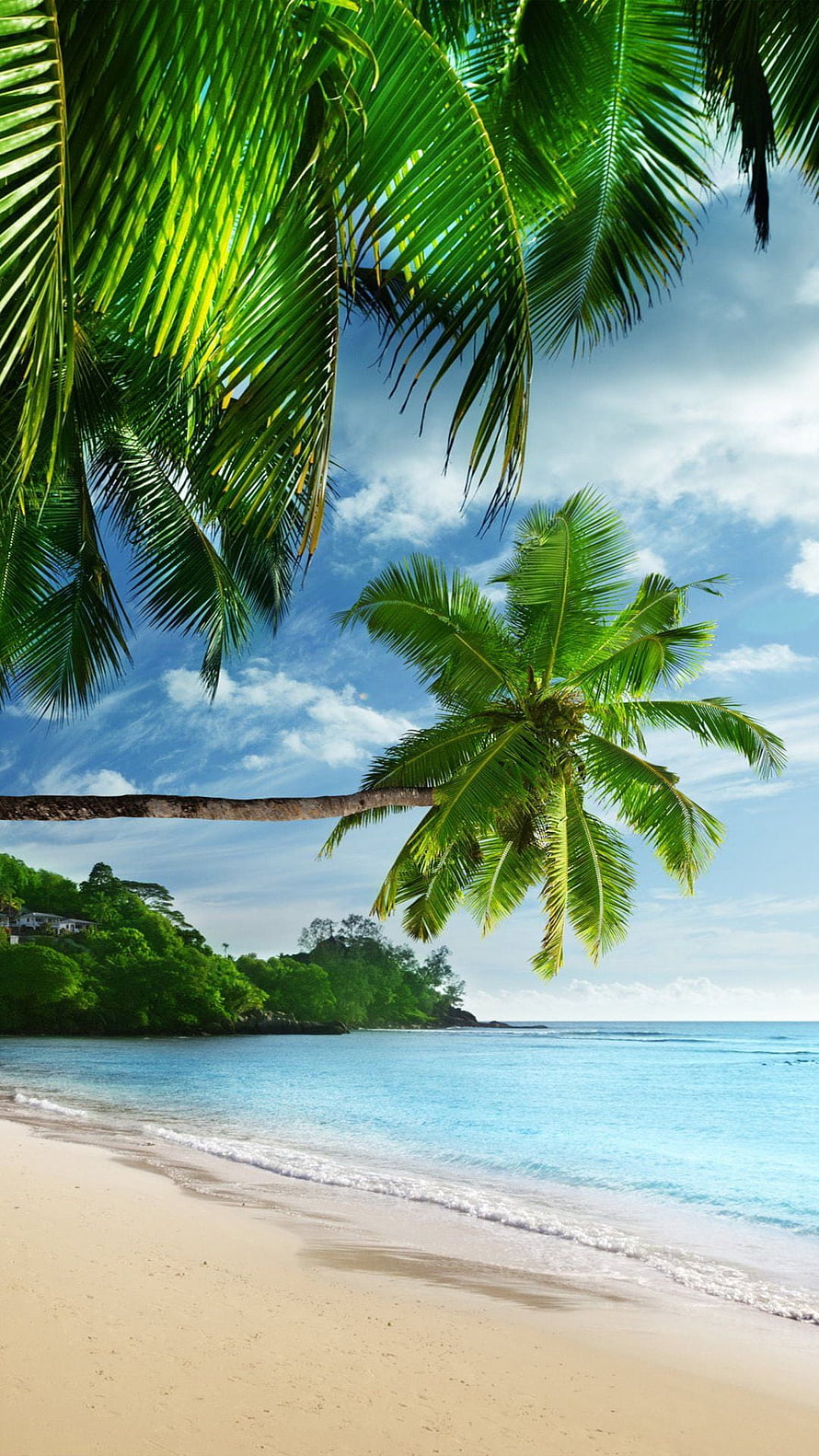 Tropical Beach Paradise with Lush Palm Trees and Turquoise Ocean Water HD phone wallpaper