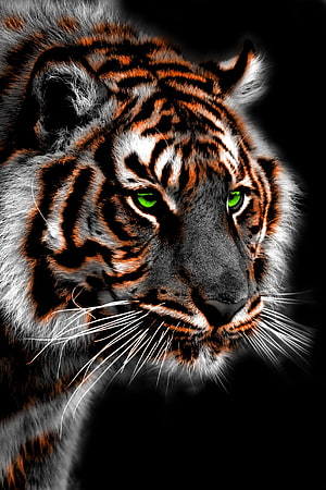 Close-up portrait of a tiger with glowing green eyes and dramatic black background HD phone wallpaper