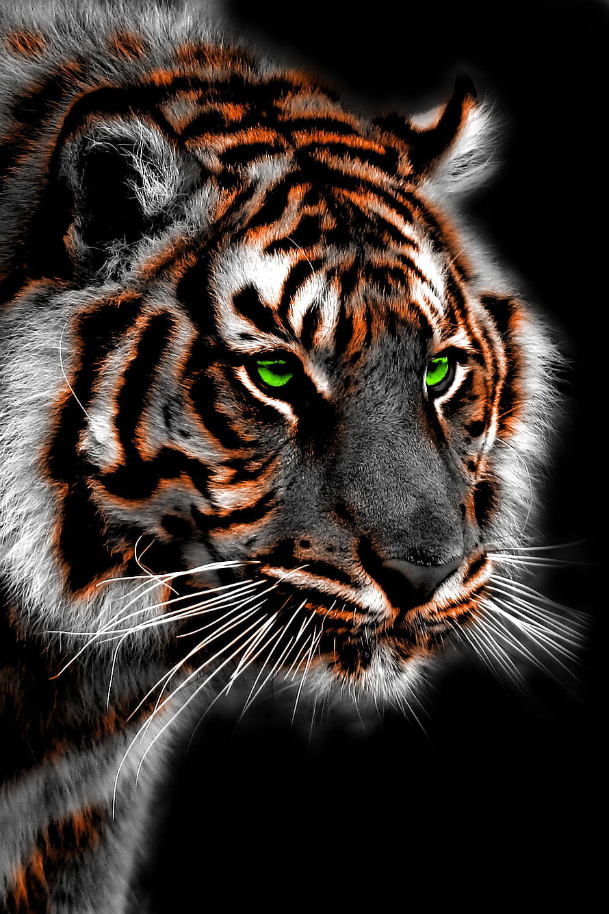 Close-up portrait of a tiger with glowing green eyes and dramatic black background HD phone wallpaper