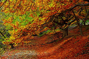 Vibrant Autumn Forest Path Lined With Golden And Orange Foliage HD wallpaper