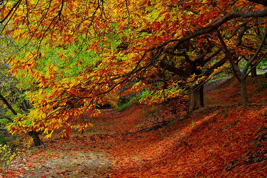 Vibrant Autumn Forest Path Lined With Golden And Orange Foliage HD wallpaper