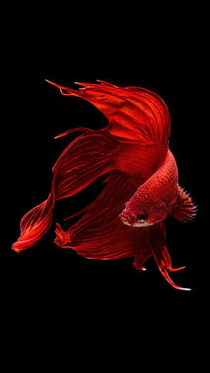 Vibrant Red Betta Fish with Flowing Fins Against a Black Background HD phone wallpaper