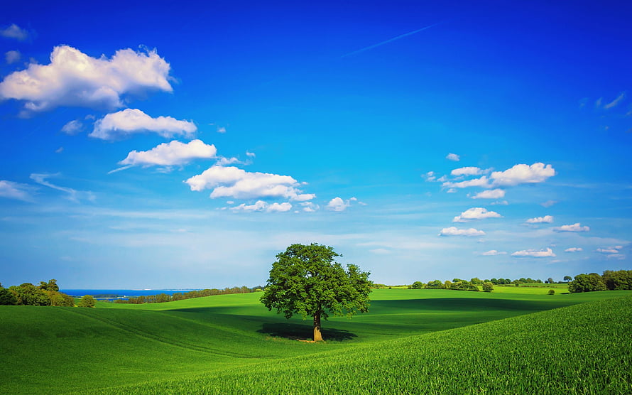 Solitary Tree in a Vibrant Green Rolling Meadow Under a Bright Blue Sky with Fluffy White Clouds HD wallpaper