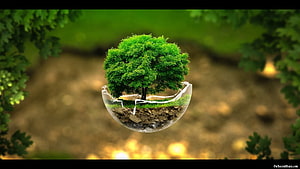 Surreal Tree Growing From a Cracked Glass Sphere in a Lush Green Forest Setting HD wallpaper
