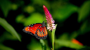 Monarch butterfly perched on a pink flower spike against a dark green background HD wallpaper