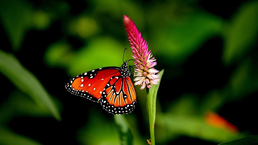 Monarch butterfly perched on a pink flower spike against a dark green background HD wallpaper
