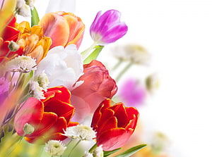 Vibrant Spring Tulip Bouquet with White and Purple Blooms on Bright Background HD wallpaper