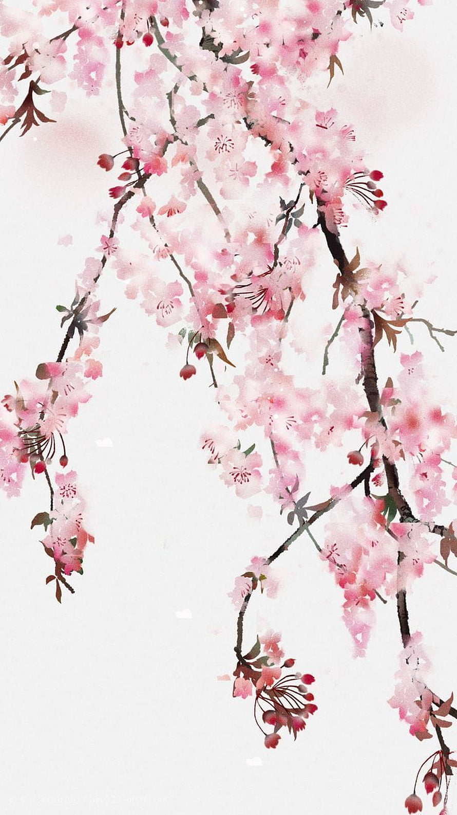 Delicate Pink Cherry Blossom Branches in Traditional Japanese Watercolor Painting Style HD phone wallpaper