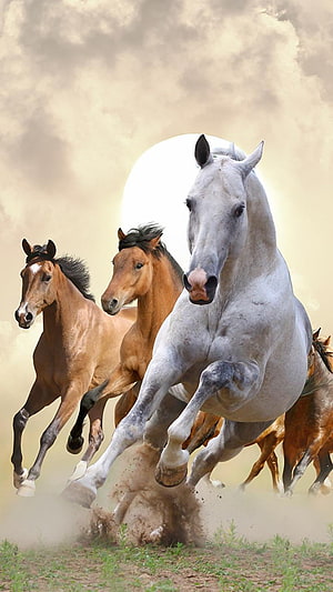 Majestic White and Brown Horses Galloping Freely Across a Dusty Field HD phone wallpaper