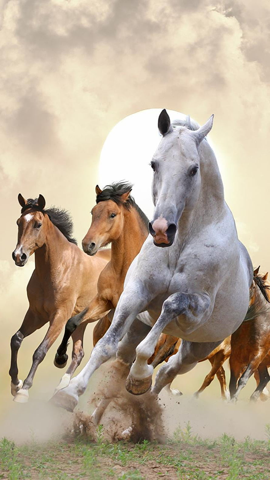 Majestic White and Brown Horses Galloping Freely Across a Dusty Field HD phone wallpaper
