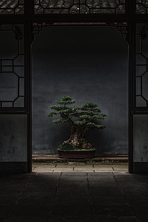 Majestic Bonsai Tree Framed by Traditional Chinese Lattice Doorway in Moody Courtyard HD phone wallpaper