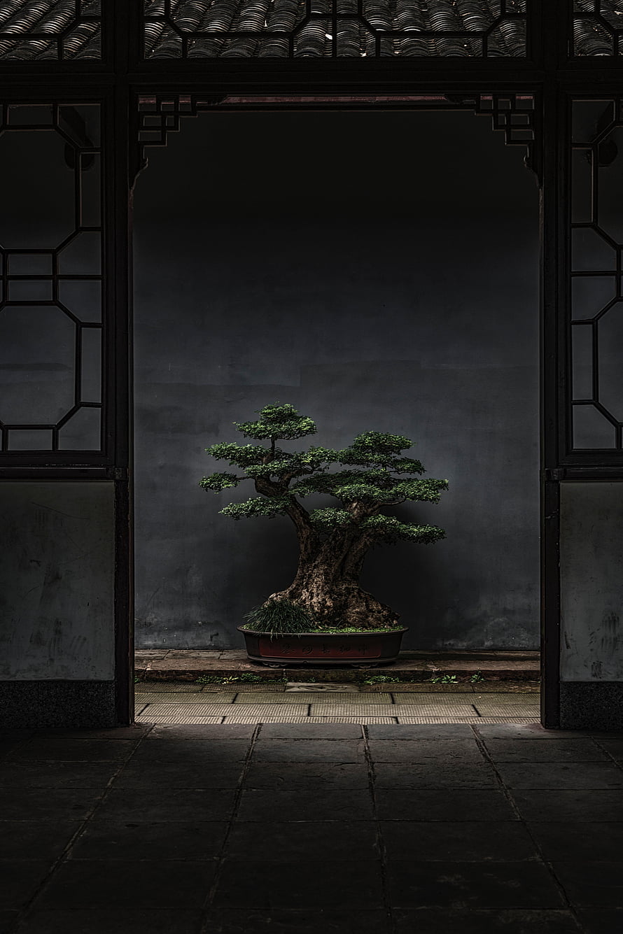 Majestic Bonsai Tree Framed by Traditional Chinese Lattice Doorway in Moody Courtyard HD phone wallpaper