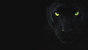 Black Panther Cat With Glowing Green Eyes In Dark Shadow HD wallpaper