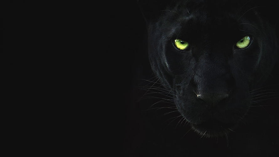 Black Panther Cat With Glowing Green Eyes In Dark Shadow HD wallpaper