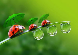 Three Ladybugs With Tiny Green Umbrellas On A Dewy Blade Of Grass HD wallpaper