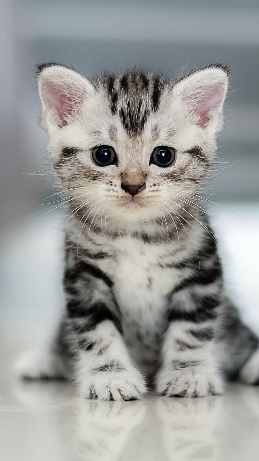 Silver Tabby Kitten Portrait with Large Dark Eyes and Soft Fur HD phone wallpaper