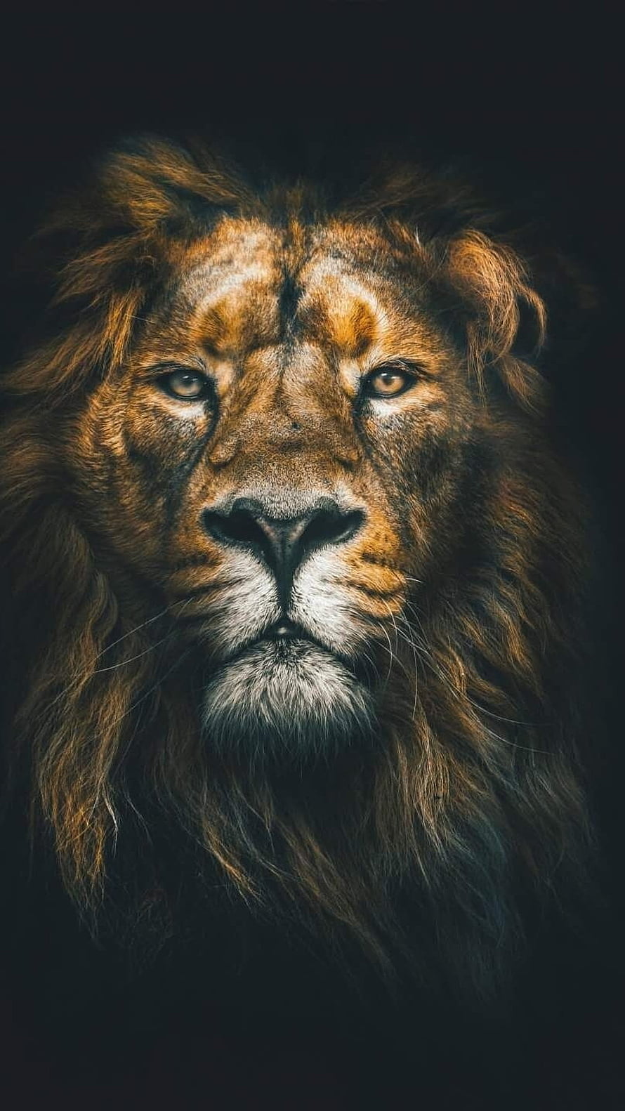Majestic Male Lion Portrait with Full Mane Against Dark Background HD phone wallpaper