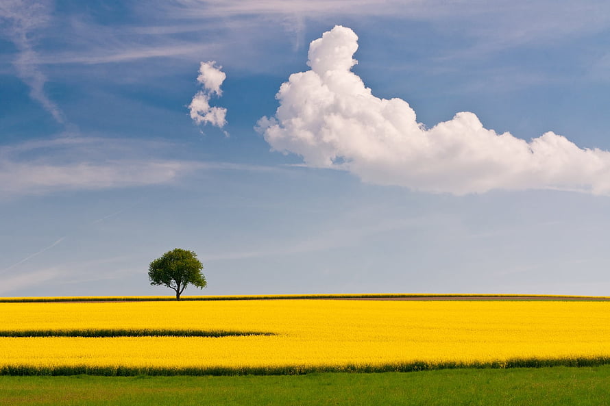 Lone Tree Standing in a Vast Yellow Canola Field Under a Bright Blue Sky with Fluffy White Clouds HD wallpaper