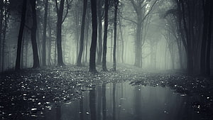 Gothic Misty Forest with Dark Tree Reflections in a Still Pond HD wallpaper