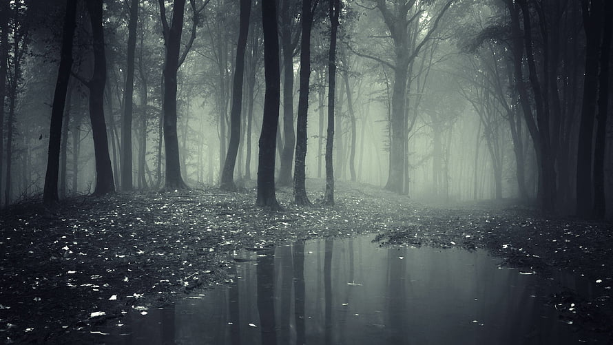 Gothic Misty Forest with Dark Tree Reflections in a Still Pond HD wallpaper