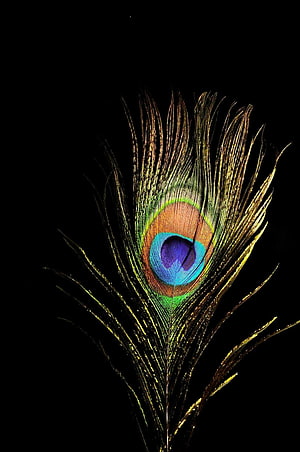 Iridescent Peacock Feather with Vivid Eye Pattern on Black Background HD phone wallpaper