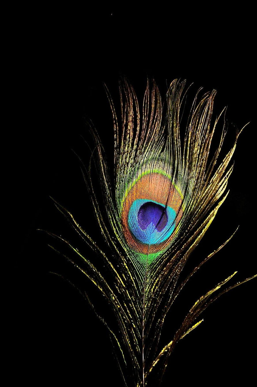 Iridescent Peacock Feather with Vivid Eye Pattern on Black Background HD phone wallpaper