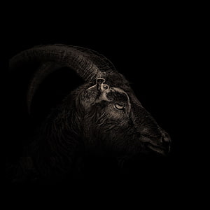 Dramatic Black Goat Portrait with Curved Horns on Dark Background HD phone wallpaper