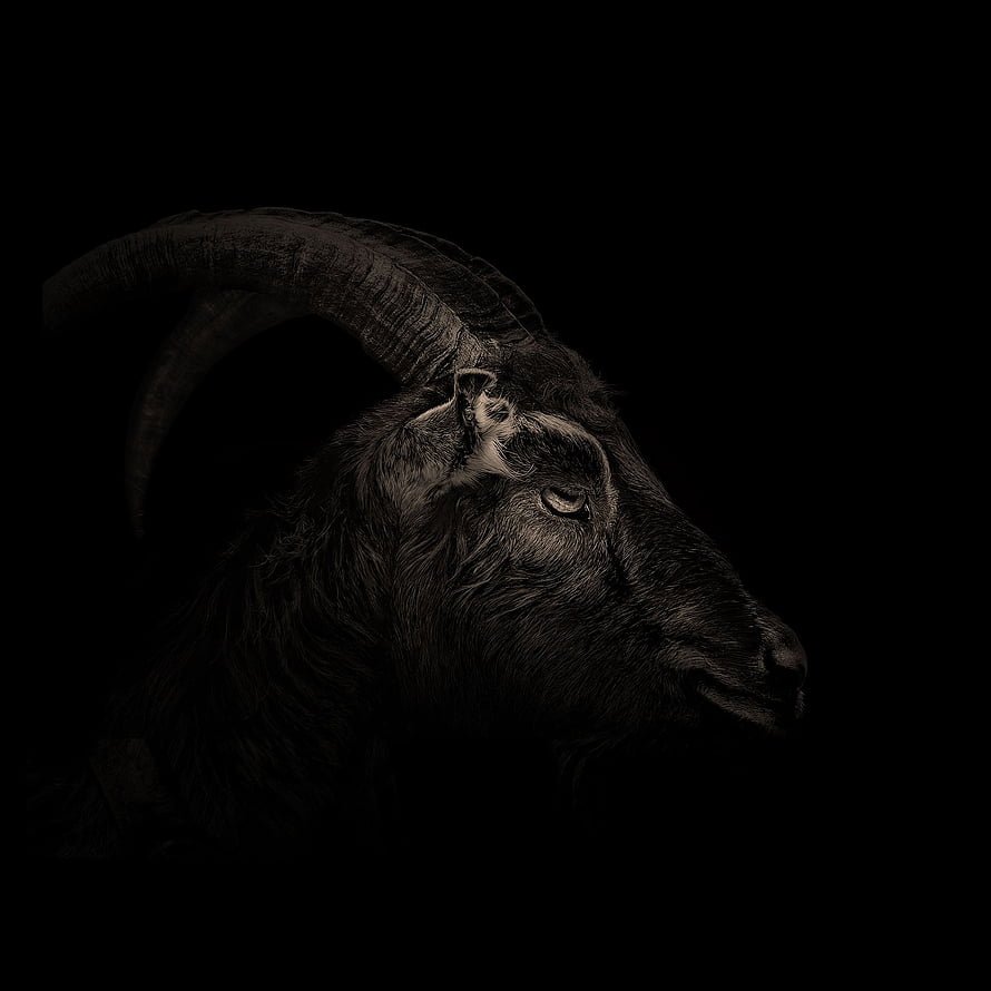 Dramatic Black Goat Portrait with Curved Horns on Dark Background HD phone wallpaper