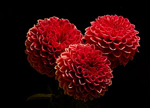 Three Vibrant Red Dahlias in Dramatic Closeup Against a Deep Black Background HD wallpaper