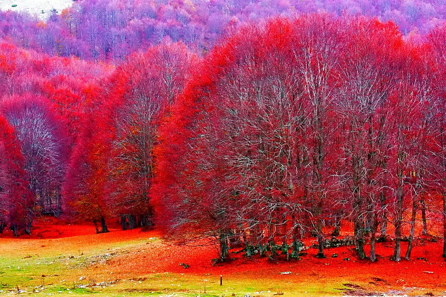 Vibrant Crimson Autumn Forest with Red Foliage and Colorful Trees in a Mountain Valley HD wallpaper