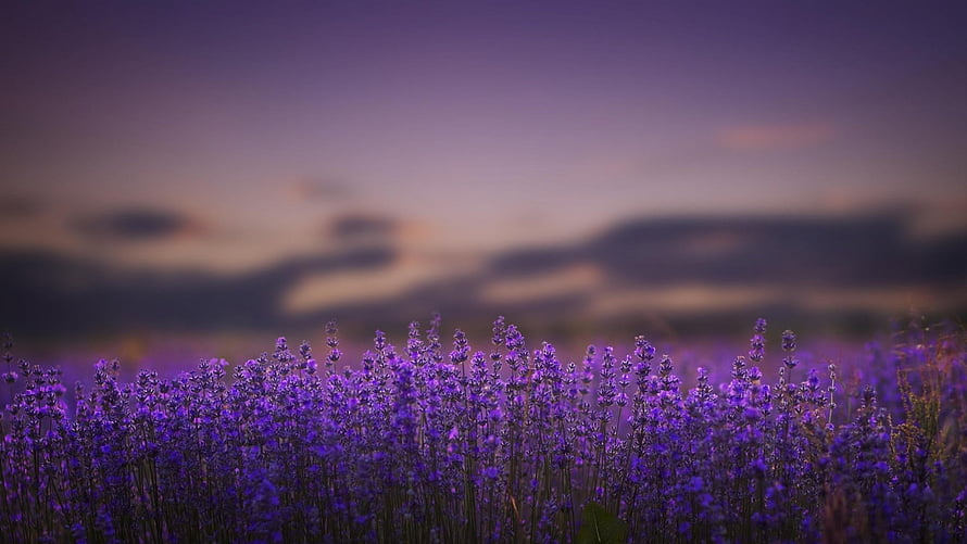 Vast lavender field in full bloom under a dramatic twilight sky with soft purple and orange hues HD wallpaper