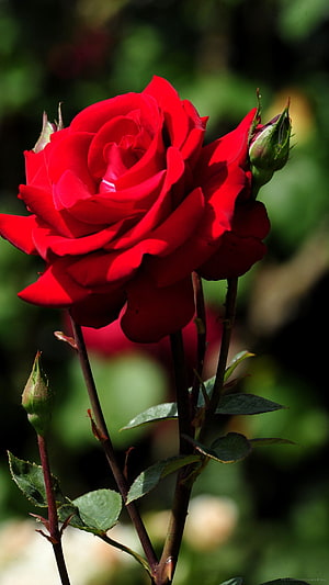 Vibrant Red Rose in Full Bloom with Green Buds and Lush Garden Background HD phone wallpaper