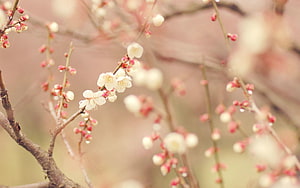 Delicate White Plum Blossoms Blooming on Bare Branches in Early Spring HD wallpaper