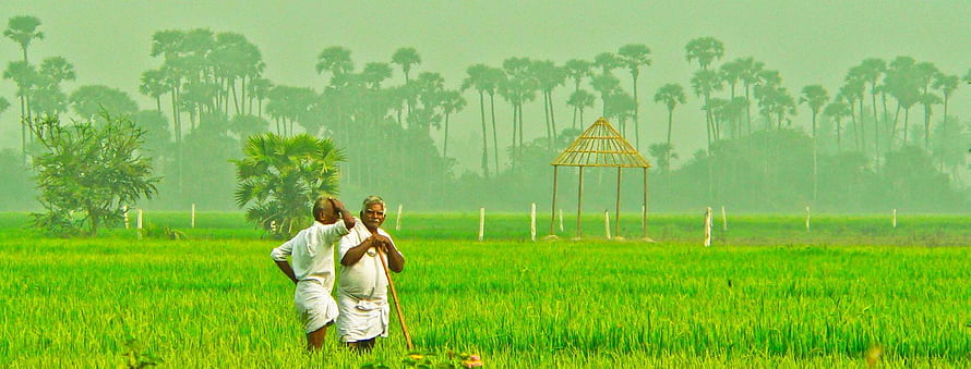 Two Indian farmers standing in a lush green rice paddy field with a thatched shelter and palm trees in the misty background HD wallpaper