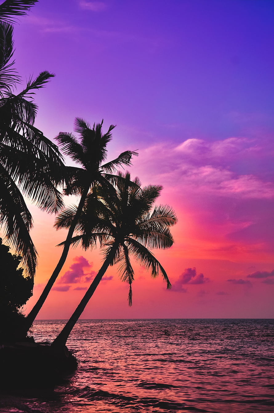 Silhouetted Palm Trees Against a Vibrant Pink and Purple Tropical Sunset Sky HD phone wallpaper