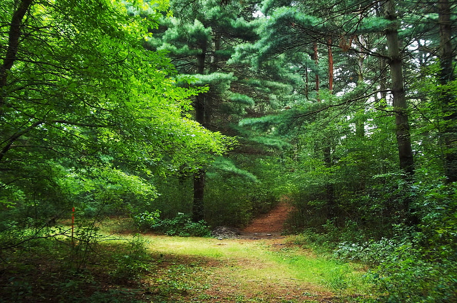 Sunlit Forest Path Winding Through Dense Green Pine and Deciduous Trees HD wallpaper