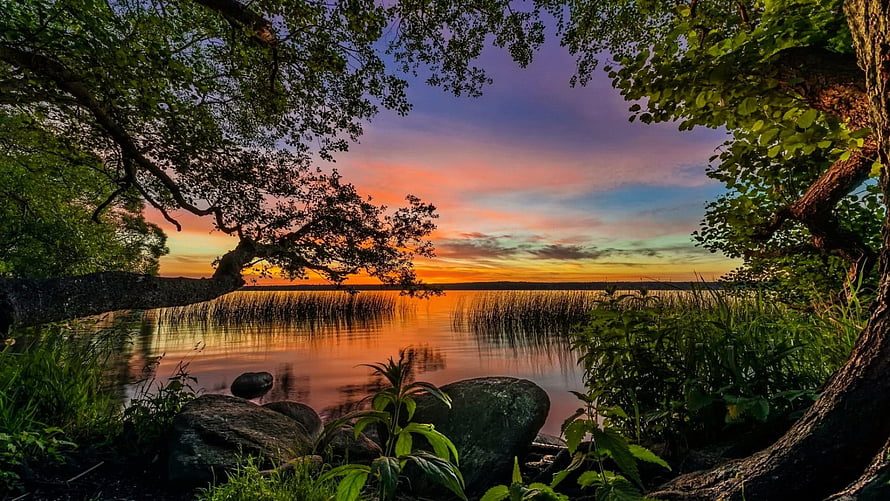 Vibrant sunset over a calm lake framed by overhanging trees and reeds HD wallpaper