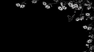 Monochrome Cherry Blossom Branches and Butterfly on Black Background HD wallpaper