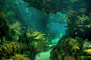 Vibrant Underwater Coral Reef Landscape With Colorful Fish And Seabed HD wallpaper